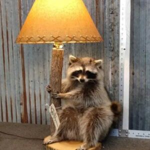 Raccoon Lamp Taxidermy Mount