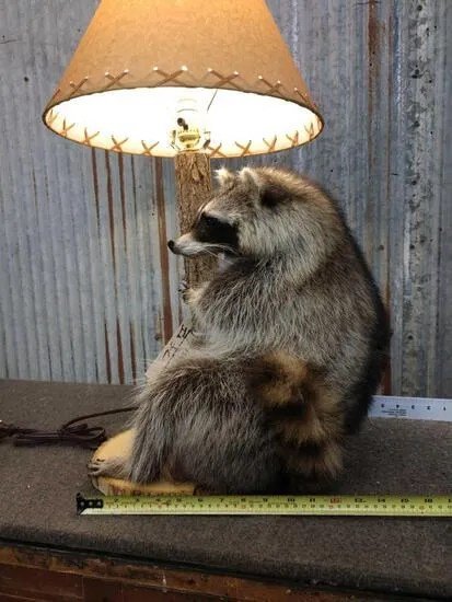 Raccoon Lamp Taxidermy Mount - Image 3