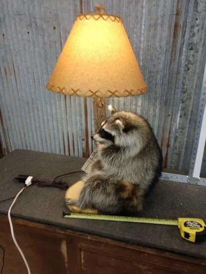 Raccoon Lamp Taxidermy Mount - Image 4
