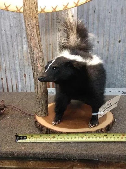 Skunk Lamp Taxidermy Mount - Image 2