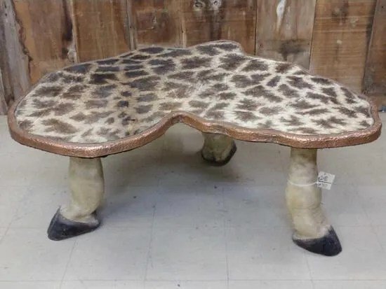 Giraffe Leg & Skin Coffee Table Taxidermy