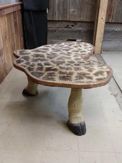 Giraffe Leg & Skin Coffee Table Taxidermy - Image 4