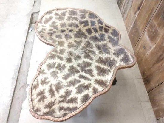 Giraffe Leg & Skin Coffee Table Taxidermy - Image 2