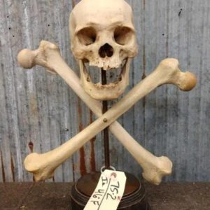 Oddities Real Human Skull with Femur Bones on Brass Stand