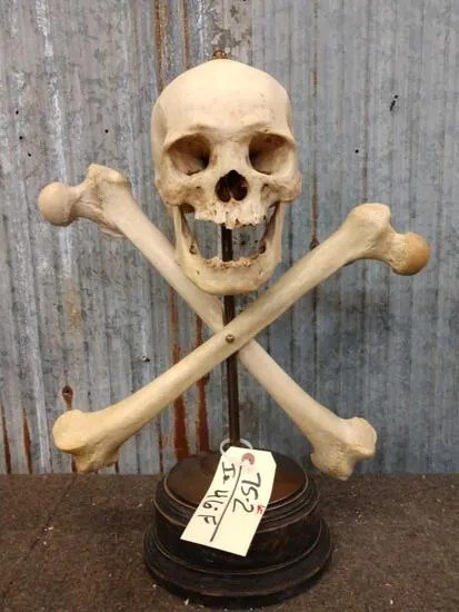 Oddities Real Human Skull with Femur Bones on Brass Stand