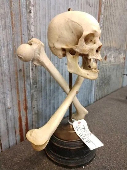 Oddities Real Human Skull with Femur Bones on Brass Stand - Image 5