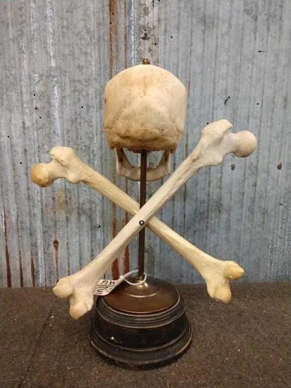 Oddities Real Human Skull with Femur Bones on Brass Stand - Image 2