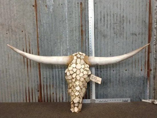 Texas Longhorn Skull Taxidermy