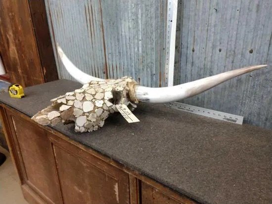 Texas Longhorn Skull Taxidermy - Image 4