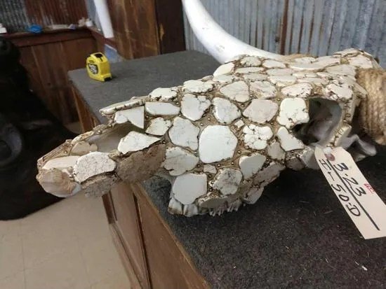 Texas Longhorn Skull Taxidermy - Image 3