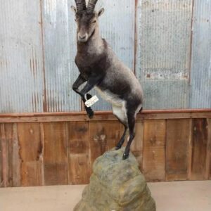Spanish Ibex Life-Size Taxidermy Mount