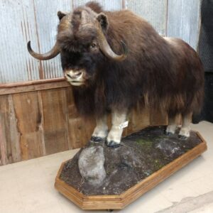Barren Ground Muskox Taxidermy Mount