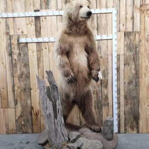 Brown Bear Life-Size Taxidermy Mount