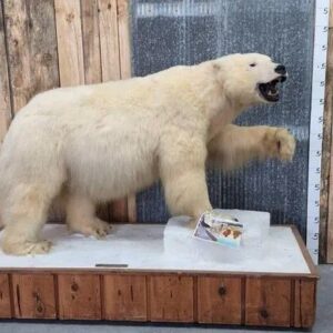 Polar Bear Life-Size Taxidermy Mount