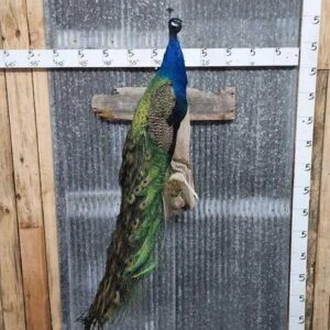 White Eyed Peacock Taxidermy Bird Mount
