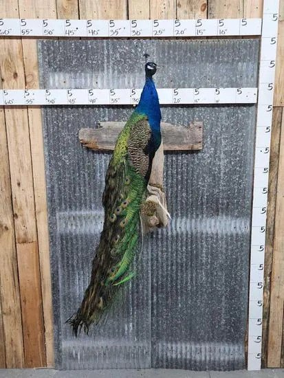 White Eyed Peacock Taxidermy Bird Mount