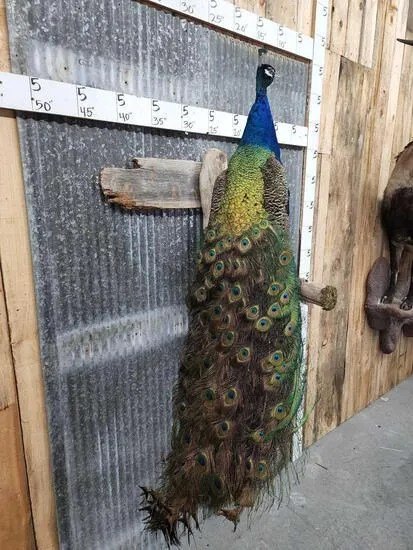 White Eyed Peacock Taxidermy Bird Mount - Image 2