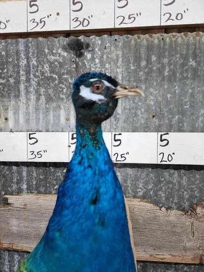 White Eyed Peacock Taxidermy Bird Mount - Image 3