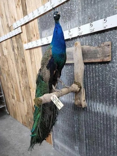 White Eyed Peacock Taxidermy Bird Mount - Image 4