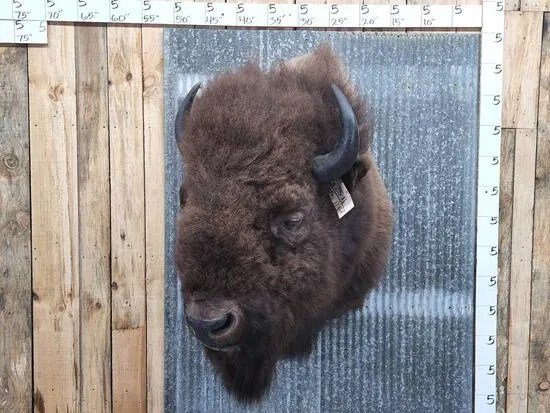 American Buffalo Taxidermy Shoulder Mount