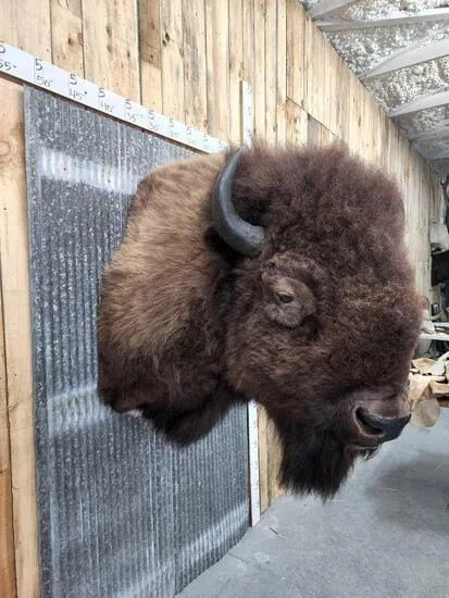 American Buffalo Taxidermy Shoulder Mount - Image 5