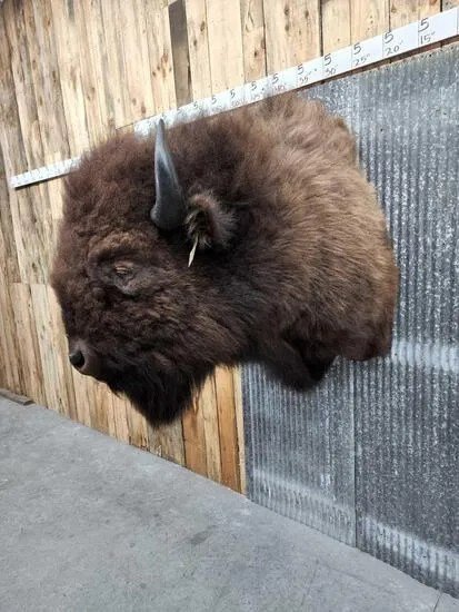 American Buffalo Taxidermy Shoulder Mount - Image 4