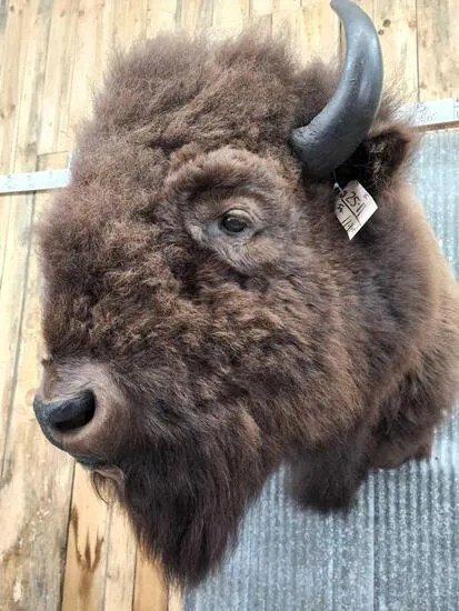 American Buffalo Taxidermy Shoulder Mount - Image 3