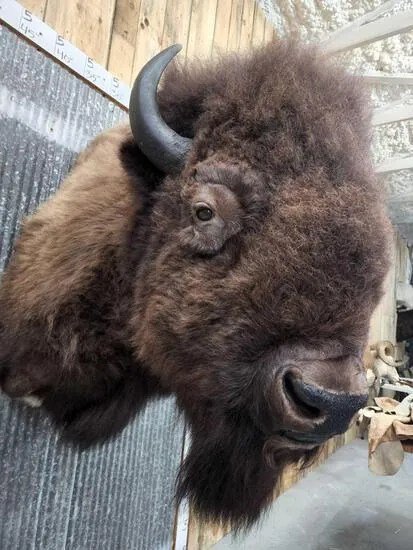 American Buffalo Taxidermy Shoulder Mount - Image 2