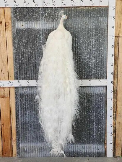 White Peacock Taxidermy Bird Mount - Image 2