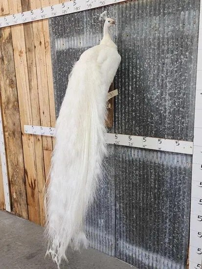 White Peacock Taxidermy Bird Mount - Image 3