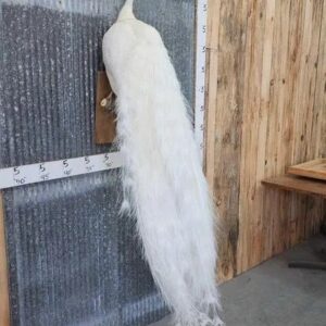 White Peacock Taxidermy Bird Mount