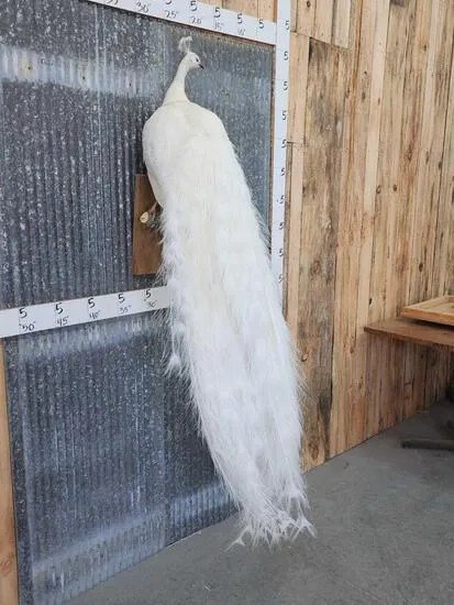 White Peacock Taxidermy Bird Mount