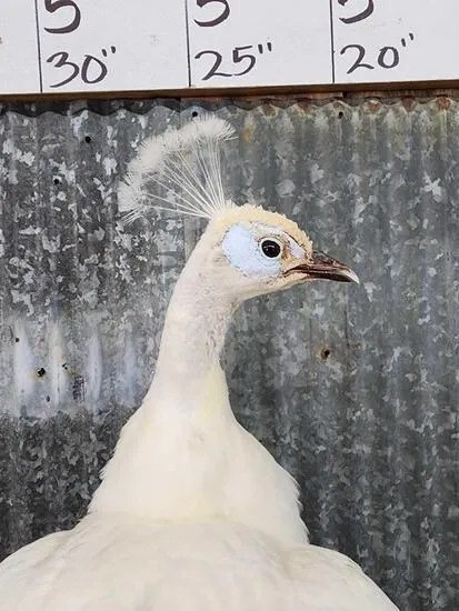 White Peacock Taxidermy Bird Mount - Image 4