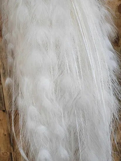 White Peacock Taxidermy Bird Mount - Image 5