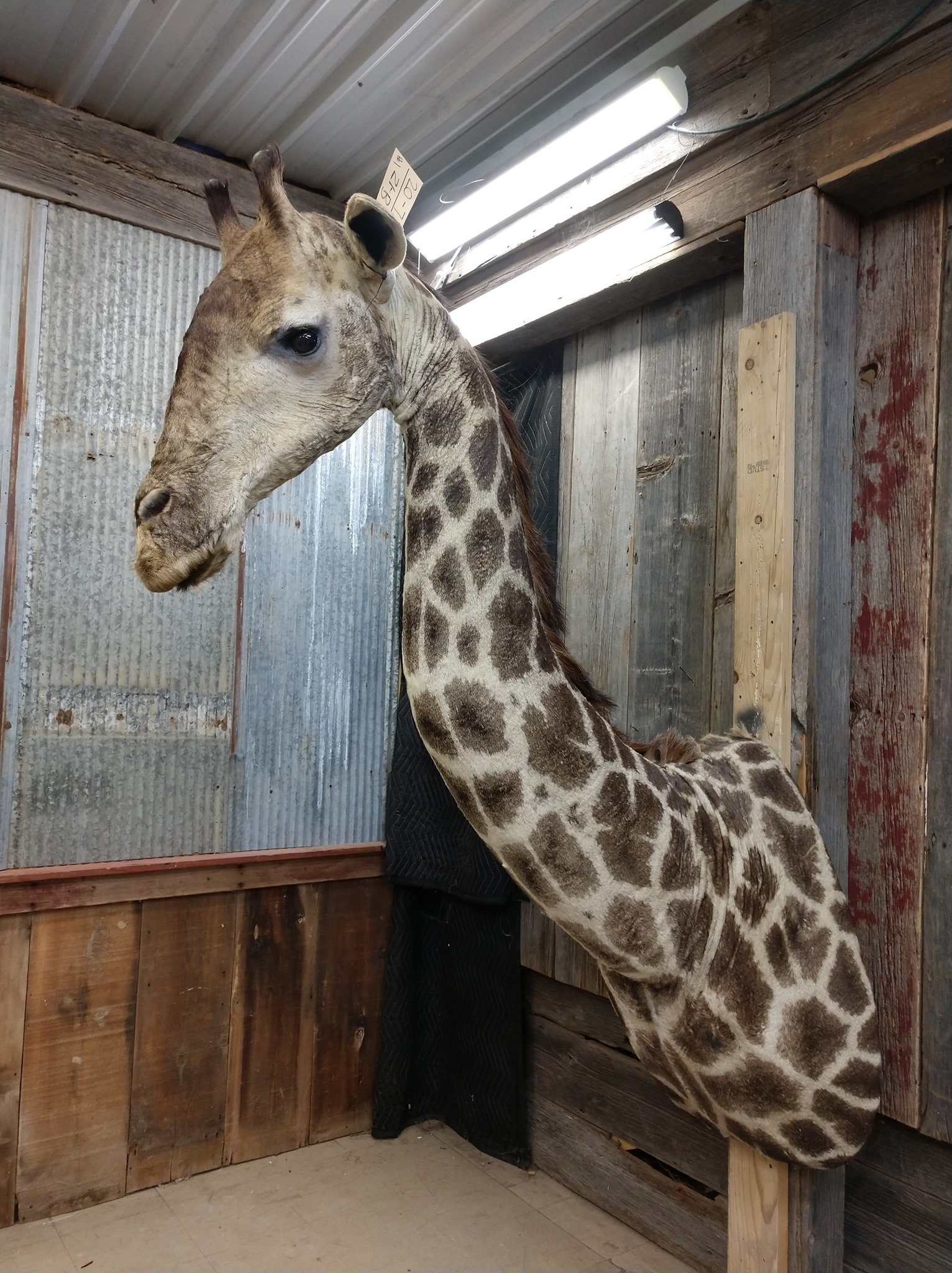 African Giraffe Taxidermy Shoulder Mount - Image 3