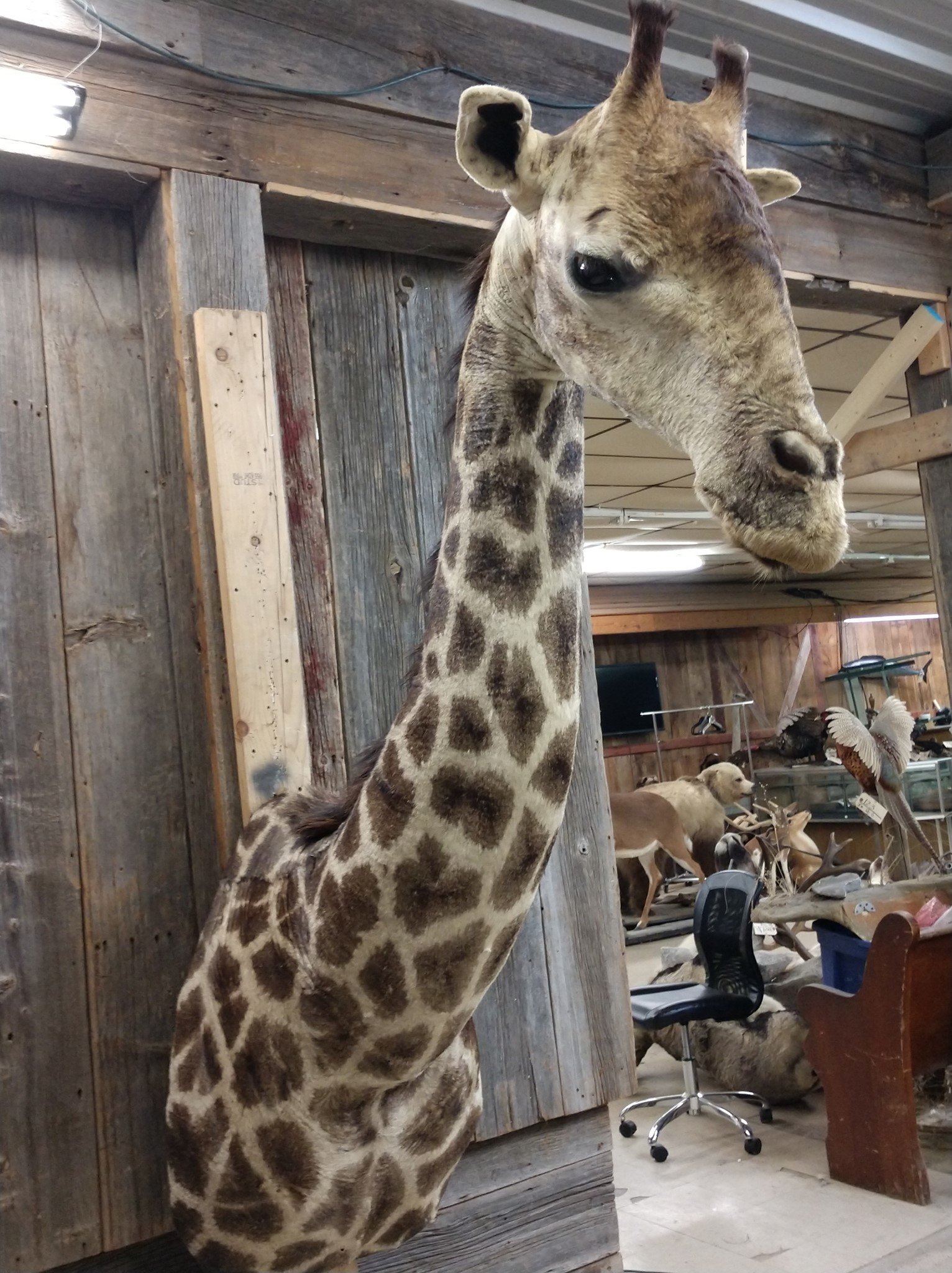 African Giraffe Taxidermy Shoulder Mount - Image 2
