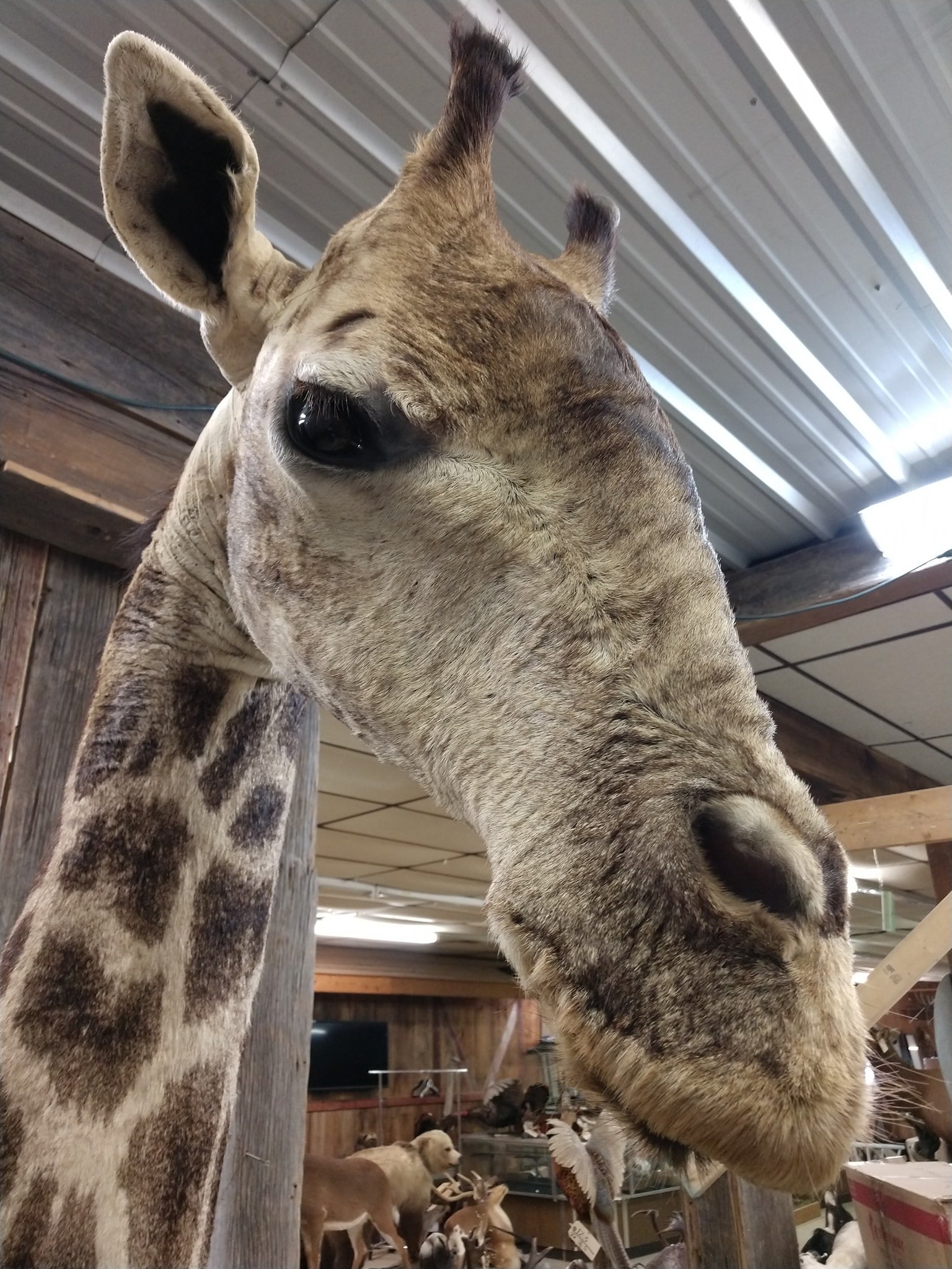 African Giraffe Taxidermy Shoulder Mount - Image 5