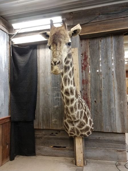 African Giraffe Taxidermy Shoulder Mount