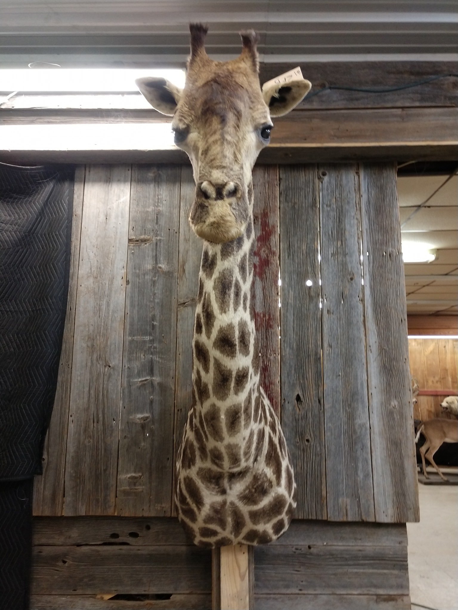 African Giraffe Taxidermy Shoulder Mount - Image 4