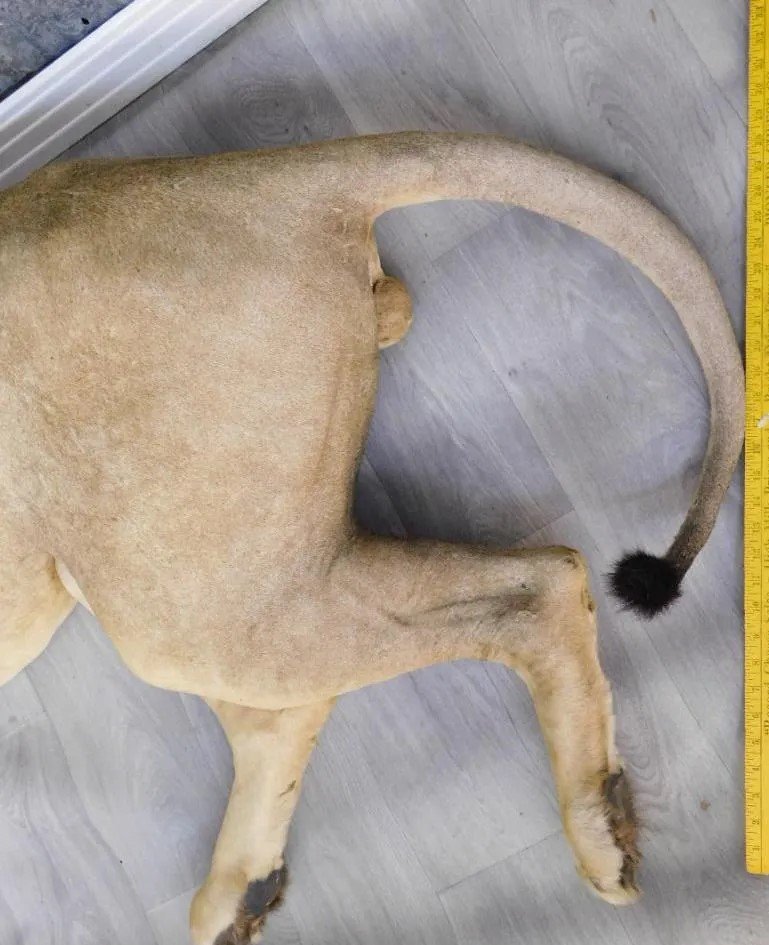 African Lion Taxidermy Mount - Image 5
