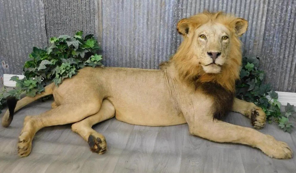 African Lion Taxidermy Mount - Image 2