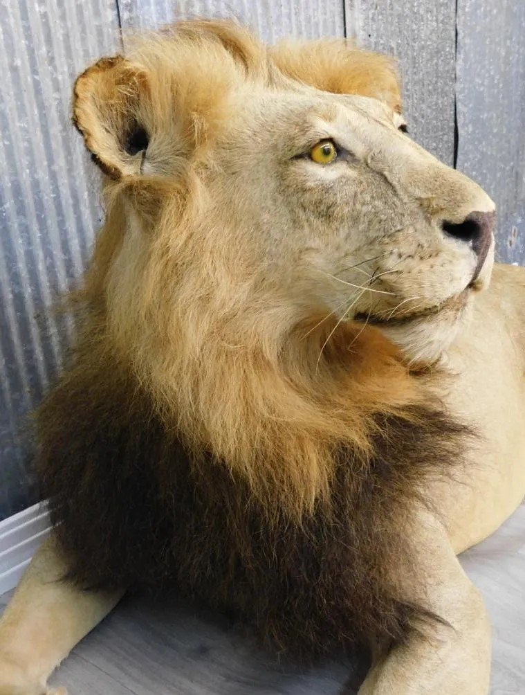 African Lion Taxidermy Mount - Image 4
