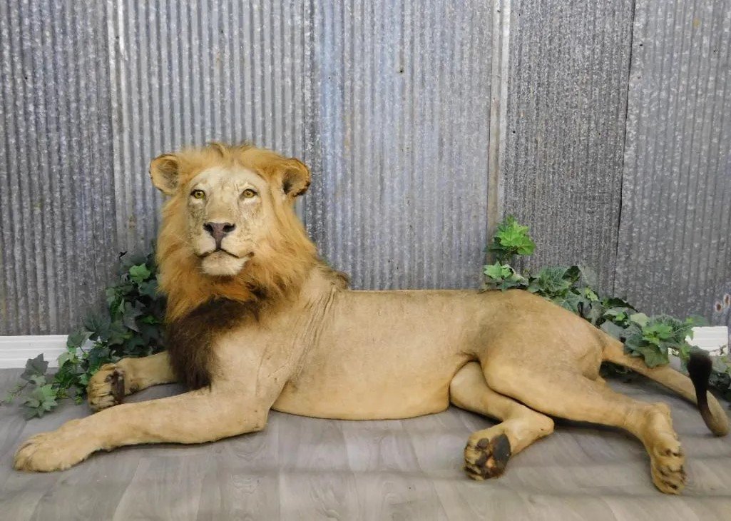 African Lion Taxidermy Mount