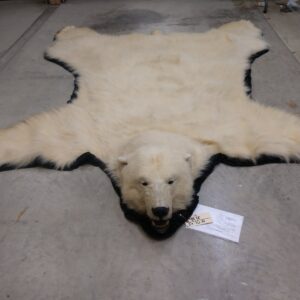 Polar Bear Full-Size Taxidermy Rug Mount