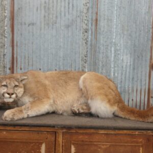 Cougar Mountain Lion Taxidermy Mount