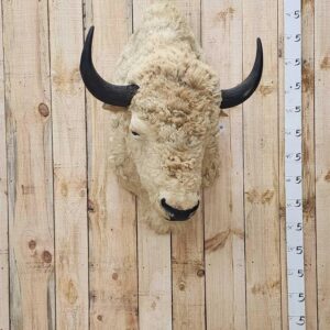White American Bison Taxidermy Shoulder Mount