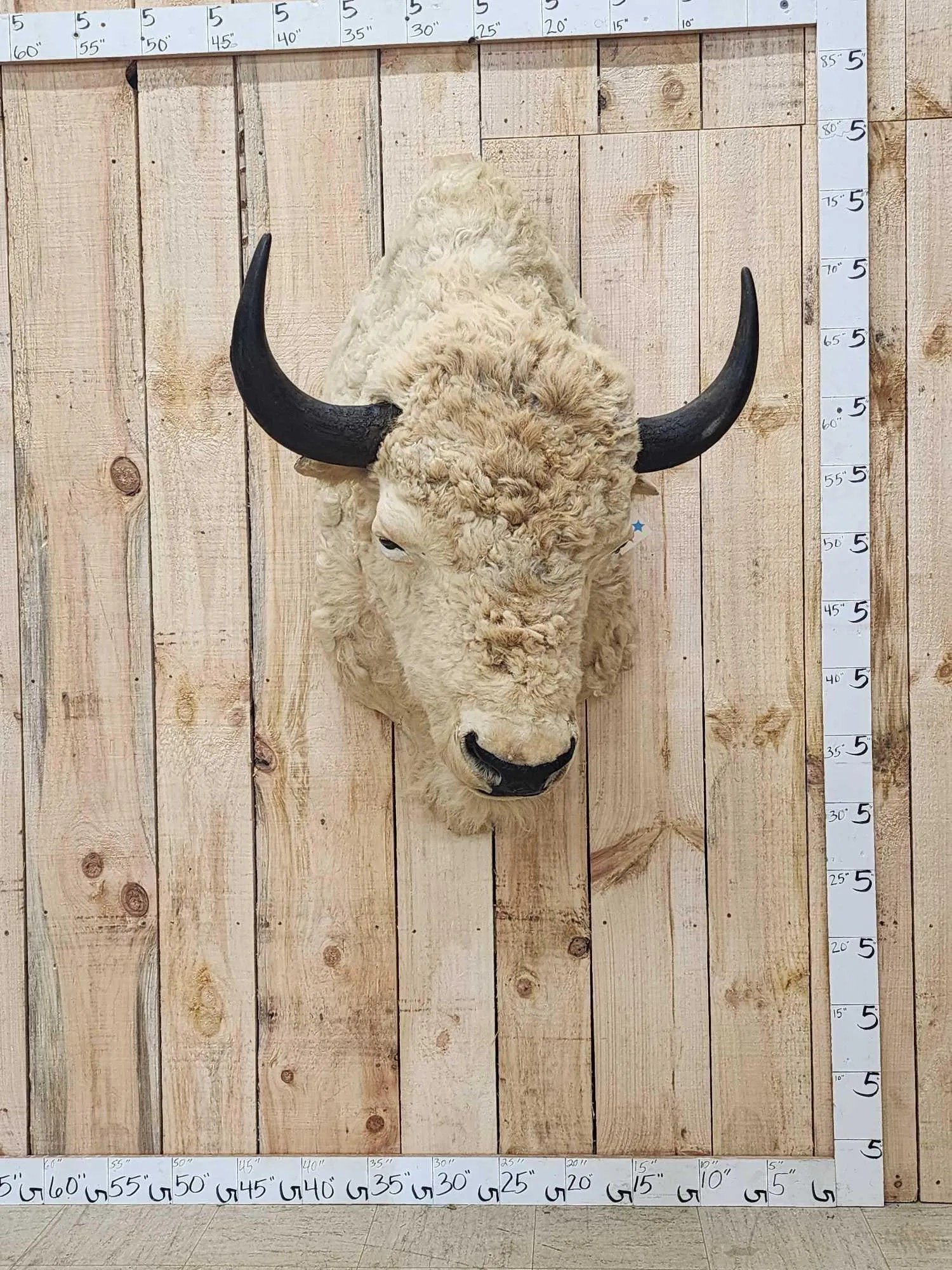 White American Bison Taxidermy Shoulder Mount
