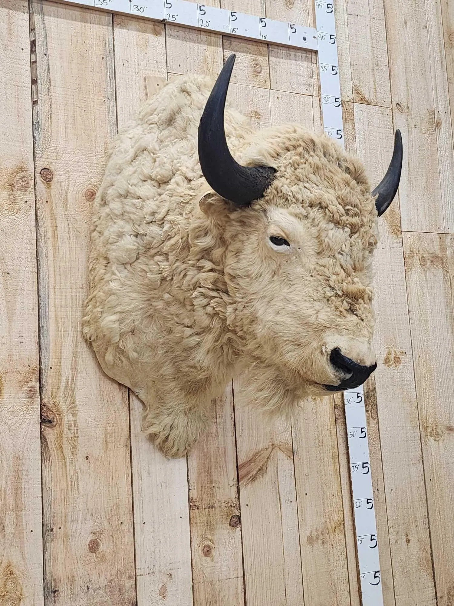 White American Bison Taxidermy Shoulder Mount - Image 5