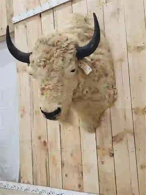 White American Bison Taxidermy Shoulder Mount - Image 4