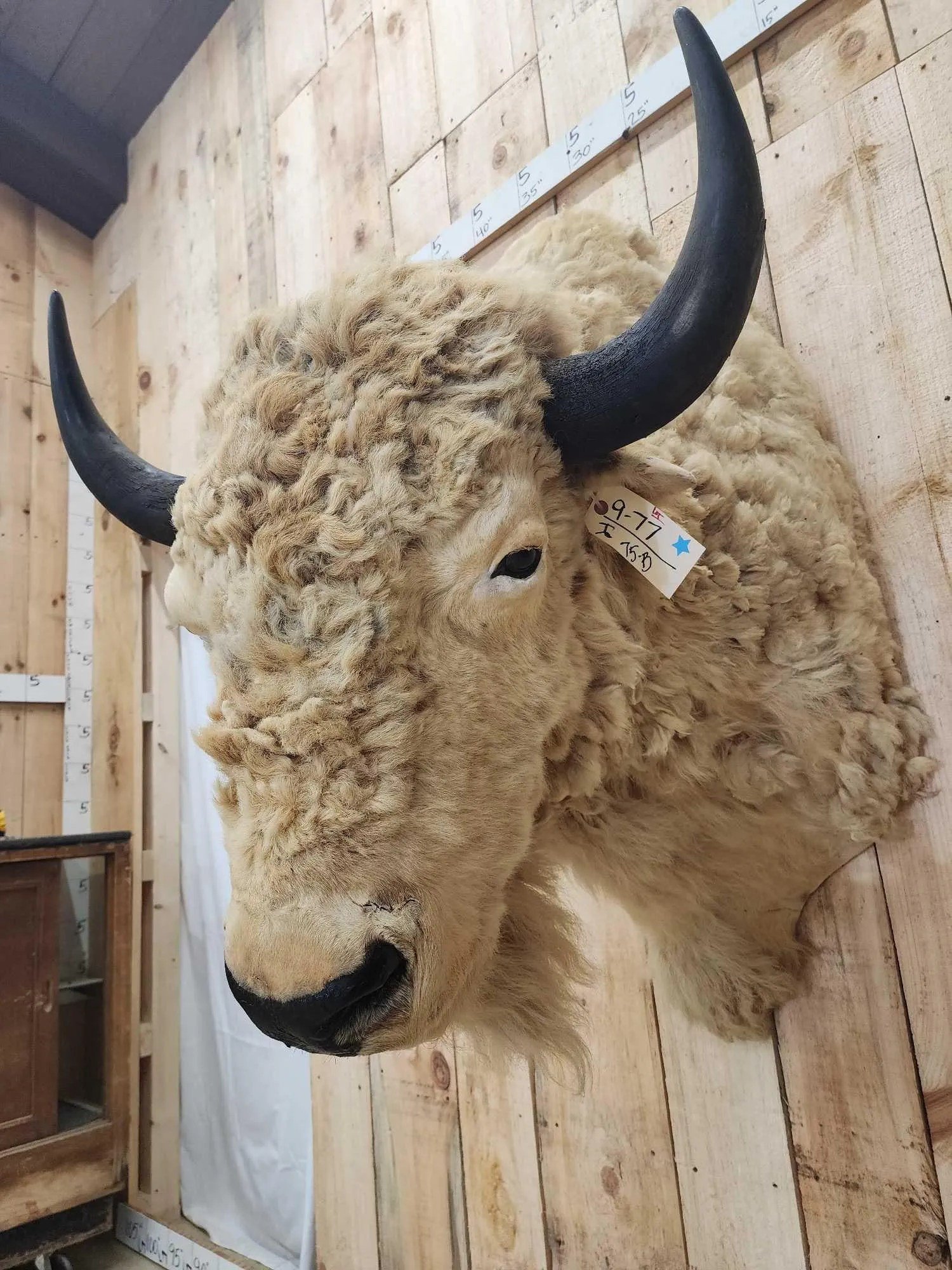 White American Bison Taxidermy Shoulder Mount - Image 3